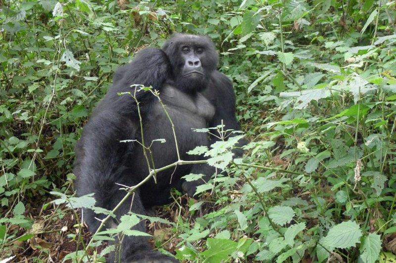 Big Ben gorilla