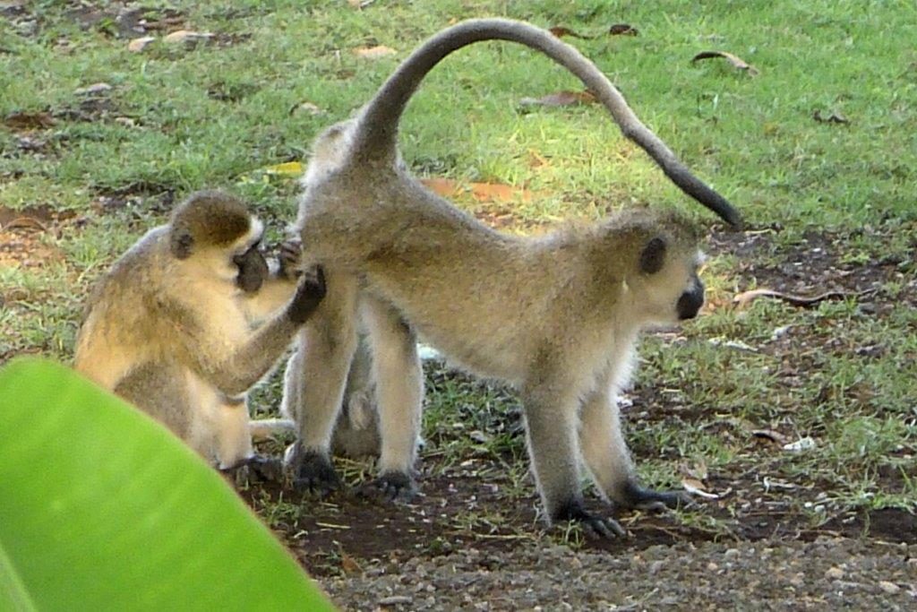 monkeys grooming