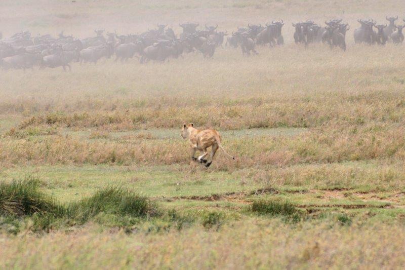 Lioness chasing the wildebeests