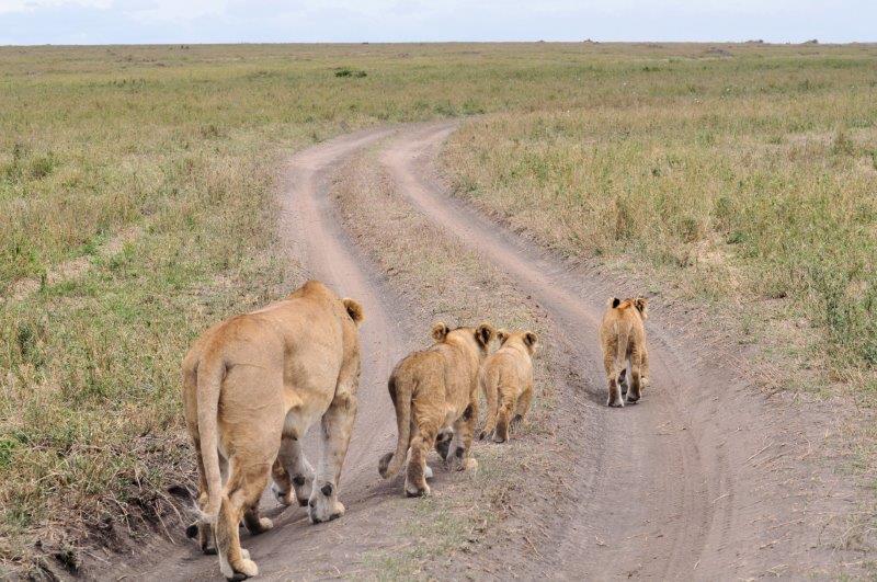 Lions on parade.