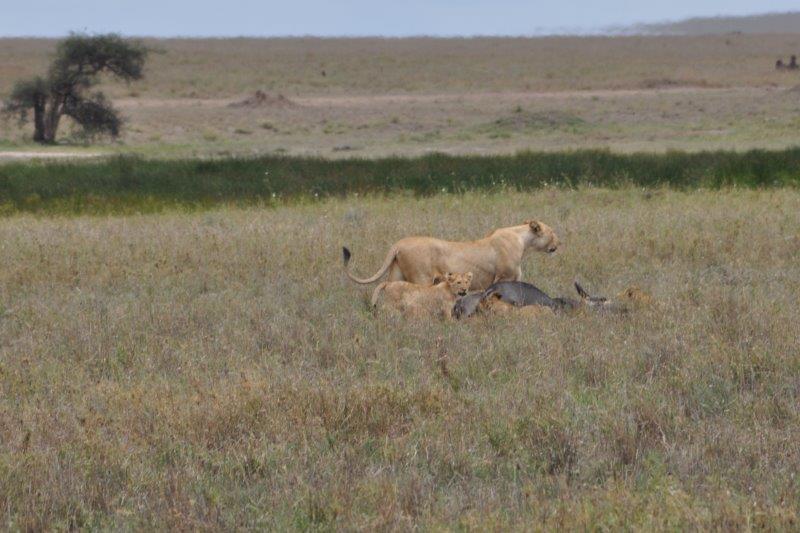 lioness and cubs with kill