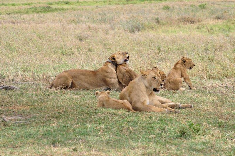 lionesses and cubs in field