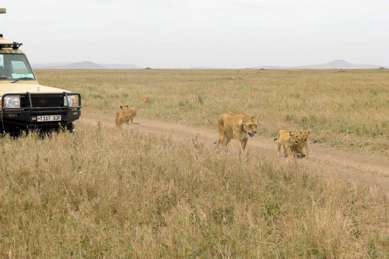 Lioness and cubs next to safari vehicls