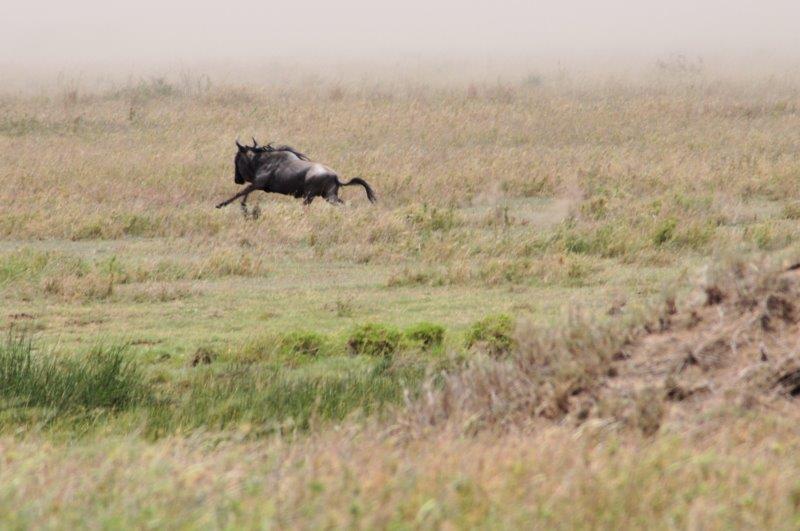 wildebeest running away 