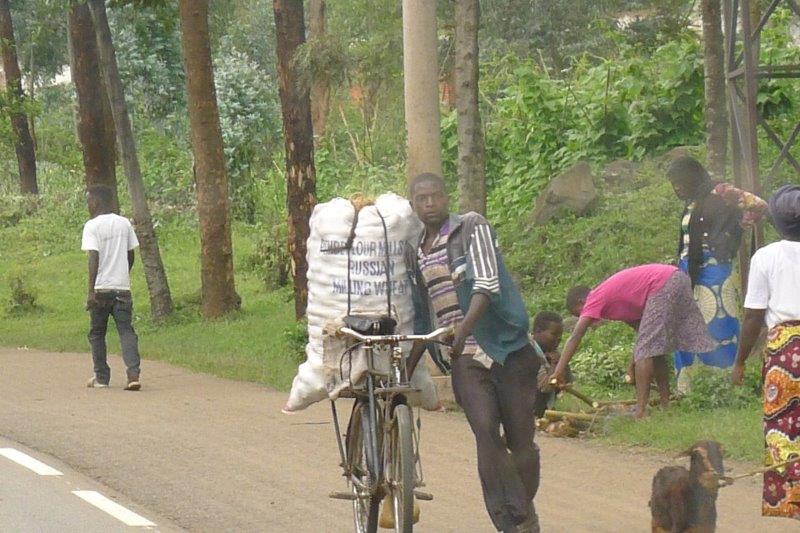 carrying potatoes