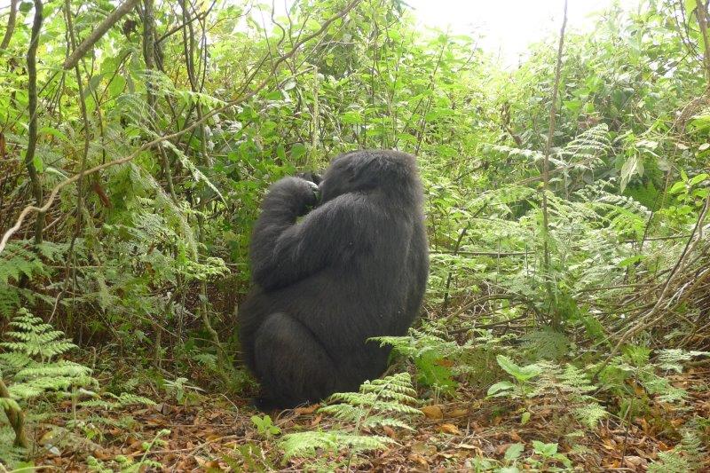 Gorilla on the trail