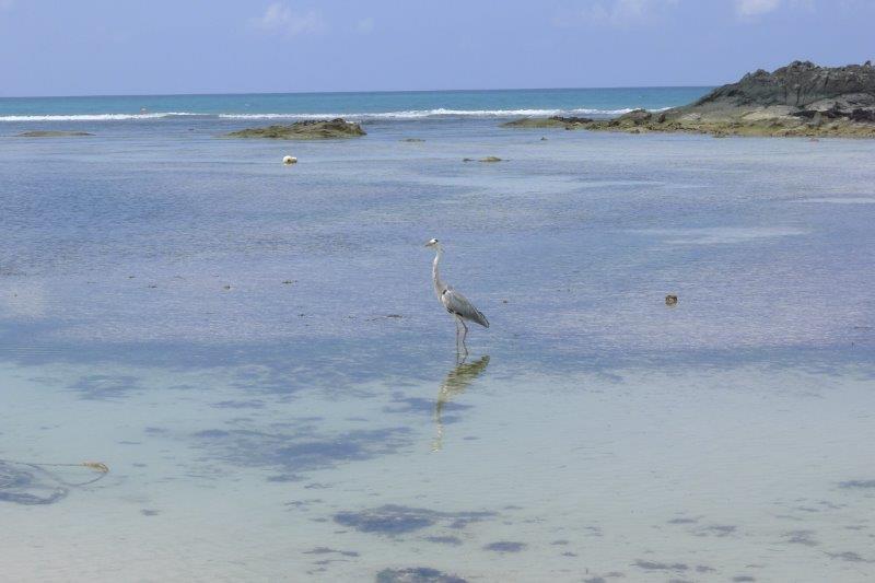 Bird on the beach