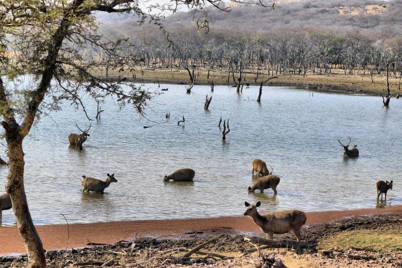 Sambar deer in the lake