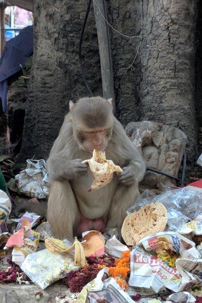 Monkey eating food