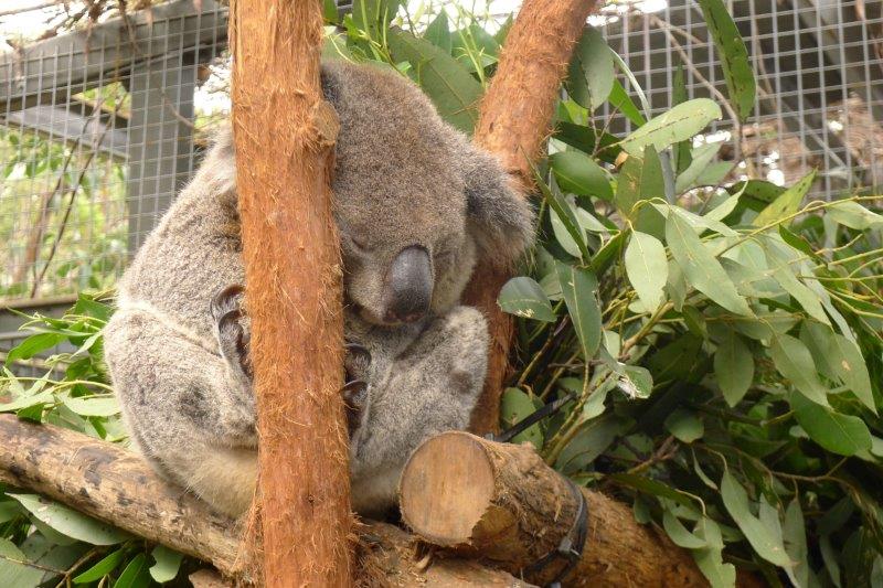 Koala Sleeping leaning on a branch.