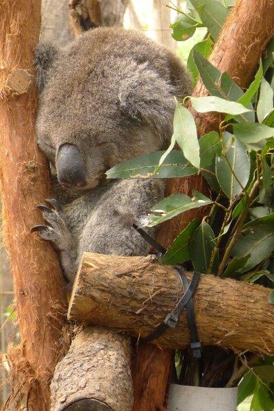 Koala sleeping in a tree