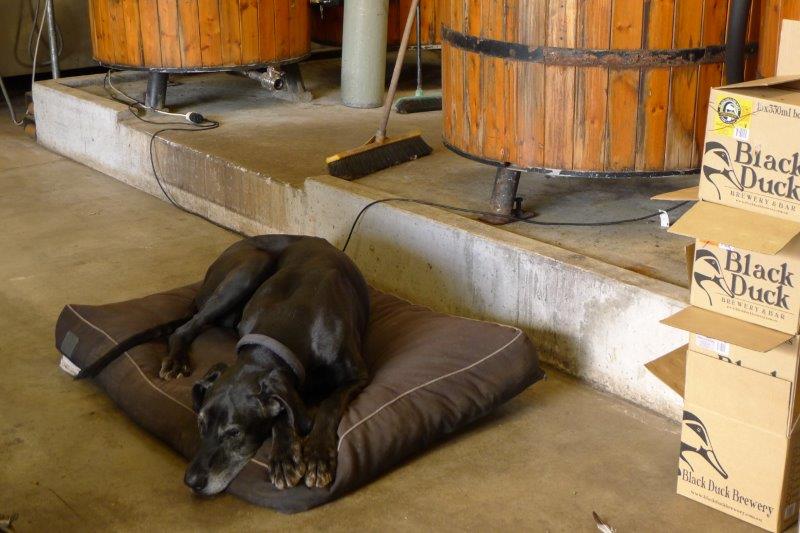 Great Dane Murphy on his bed