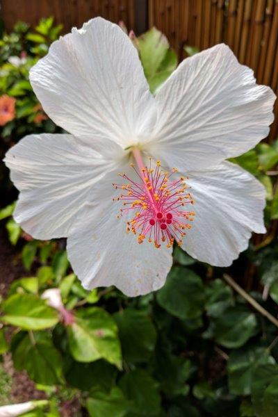 White and pink hibiscus