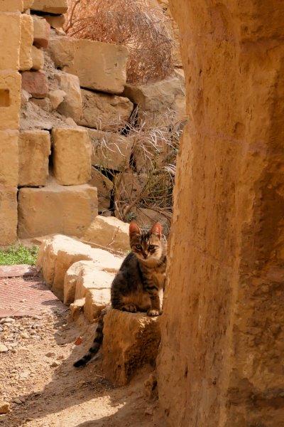 Malta cat peeking around corner