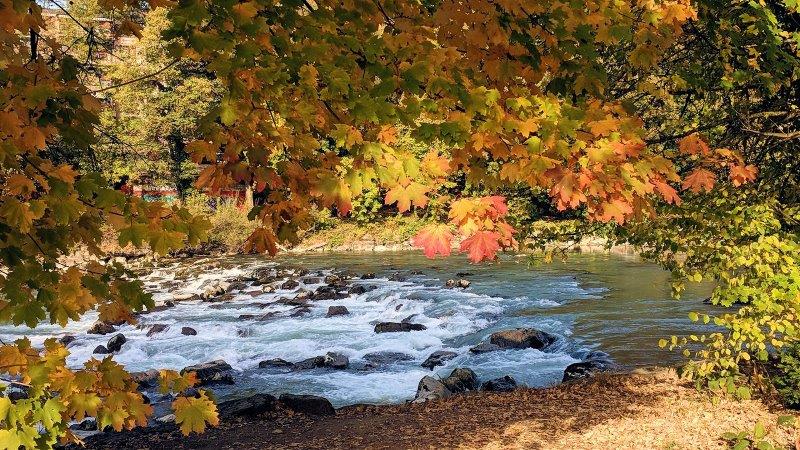 Fall leaves and the river